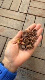 موسلی کرانچی با شکلات و توت فرنگی Crunchies chocolate strawberry Venosta - تصویر 2